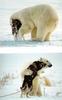 Polar Bear juvenile (Ursus maritimus)  and dog