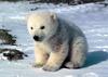 Polar Bear cub (Ursus maritimus)