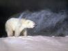 Polar Bear (Ursus maritimus)