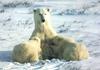 Polar Bear mother and cubs (Ursus maritimus)
