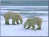 Polar Bears (Ursus maritimus)