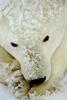 Polar Bear (Ursus maritimus)