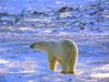 Polar Bear (Ursus maritimus)