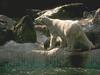 Polar Bear (Ursus maritimus)