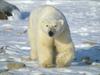 Polar Bear (Ursus maritimus)