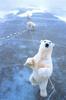 Polar Bears (Ursus maritimus)