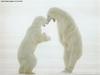 Polar Bears (Ursus maritimus)