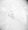 Polar Bear (Ursus maritimus)