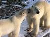 Polar Bears (Ursus maritimus)