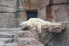 Polar Bear (Ursus maritimus)