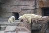 Polar Bears (Ursus maritimus)