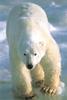 Polar Bear (Ursus maritimus)