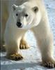 Polar Bear (Ursus maritimus)