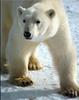 Polar Bear (Ursus maritimus)