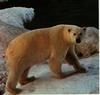 Polar Bear (Ursus maritimus)