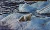 Polar Bear (Ursus maritimus)