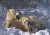 Polar Bear (Ursus maritimus)