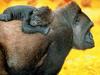 Gorillas (Gorilla gorilla)  - mother and infant