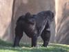 Gorillas (Gorilla gorilla)  - mother and infant