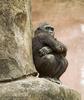 Gorilla (Gorilla gorilla)
