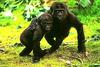 Young Gorillas (Gorilla gorilla)  - San Diego Zoo