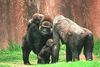 Gorilla family (Gorilla gorilla)  - San Diego Zoo