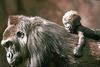 Gorillas (Gorilla gorilla)  - mother and infant at San Diego Zoo