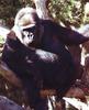 Silverback Gorilla (Gorilla gorilla)
