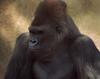 Silverback Gorilla (Gorilla gorilla)