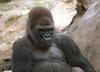 Silverback Gorilla (Gorilla gorilla)