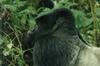 Mountain Gorilla (Gorilla gorilla beringei)  - Silverback