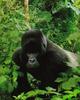 Silverback Mountain Gorilla (Gorilla gorilla beringei)