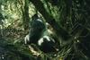 Silverback Mountain Gorilla (Gorilla gorilla beringei)
