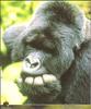 Mountain Gorilla (Gorilla gorilla beringei)