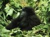 Mountain Gorilla (Gorilla gorilla beringei)