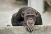 Chimpanzee (Pan troglodytes)