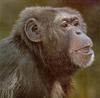 Chimpanzee (Pan troglodytes)