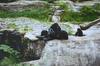 Chimpanzee family (Pan troglodytes)