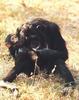 Chimpanzee mother and infant (Pan troglodytes)
