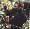 Chimpanzee (Pan troglodytes)