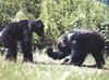 Chimpanzees (Pan troglodytes)