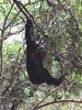 Baby Chimpanzee (Pan troglodytes)