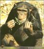 Chimpanzee (Pan troglodytes)