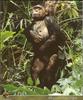 Chimpanzee (Pan troglodytes)