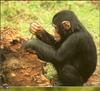 Young Chimpanzee (Pan troglodytes)