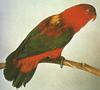 Yellow-backed Lory (Lorius garrulus flavopalliatus)