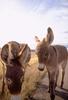 Donkeys (Equus asinus)