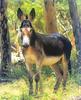 Donkey (Equus asinus)
