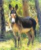 Donkey (Equus asinus)