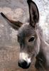 Donkey (Equus asinus)